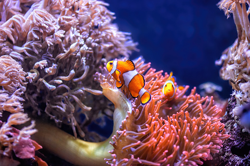 Orange clownfish swimming in aquarium. Cute anemonefish swims in fishtank. Two colorful bright clown fish, Bubble-tip Anemone in deep ocean. Underwater diving and vivid tropical fish hidding, sea life