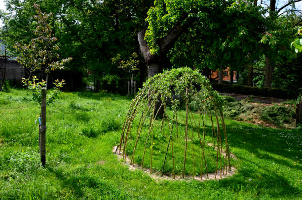 I build on playgrounds and in private gardens or parks. stuck branches form a circle, the above-ground part is woven into the shape of a dome with willow rods planted in the ground. circle, dome, tent, alba, presentation, woven