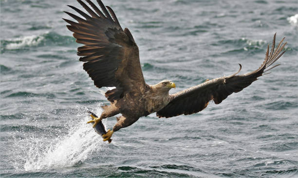 istock White tailed fish eagle taken on the Isle of Mull 1490914281