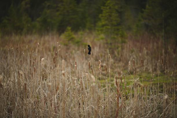 istock a black bird is sitting on a branch in the tall grass 1490915956