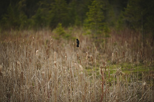 A black bird perched on a branch in a lush green grassy field
