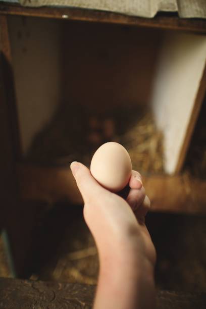 istock a hand holds an egg, a white piece of food 1490915967