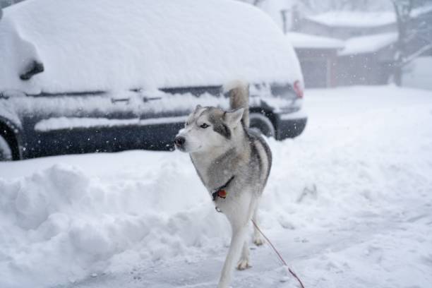 istock Gray Siberian Husky walking outside during snowfall. Toronto, Canada. 1490916239