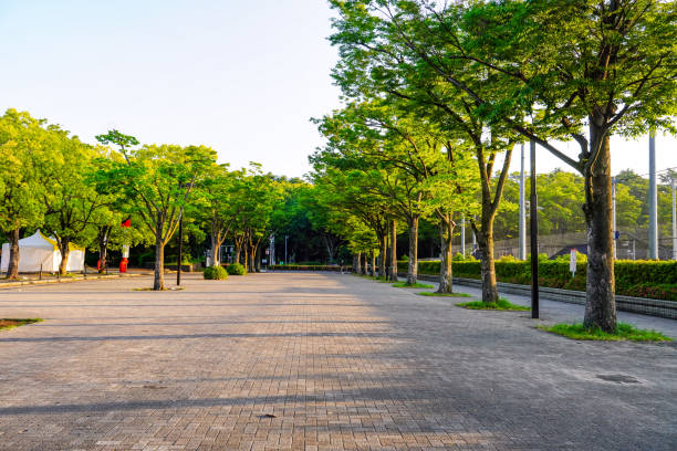 Yoyogi Park Zelkova trees on the day of the event (Shibuya-ku, Tokyo) Early morning on a sunny day in May 2023, Yoyogi Park zelkova trees on the event day in Shibuya Ward, Tokyo 運動する stock pictures, royalty-free photos & images
