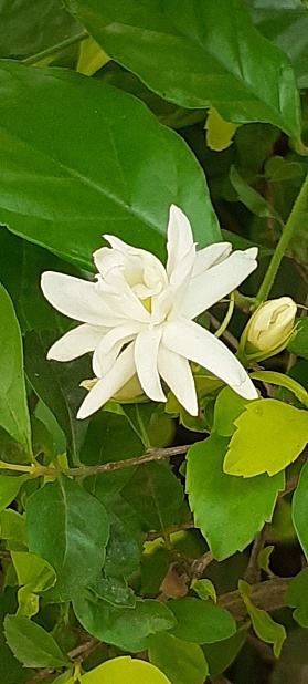 Arabian Jasmine or Sambac Jasmine is sweetly fragrant Oleaceae Family flowering plant. Native place of this flowering plant is Tropical Asia.