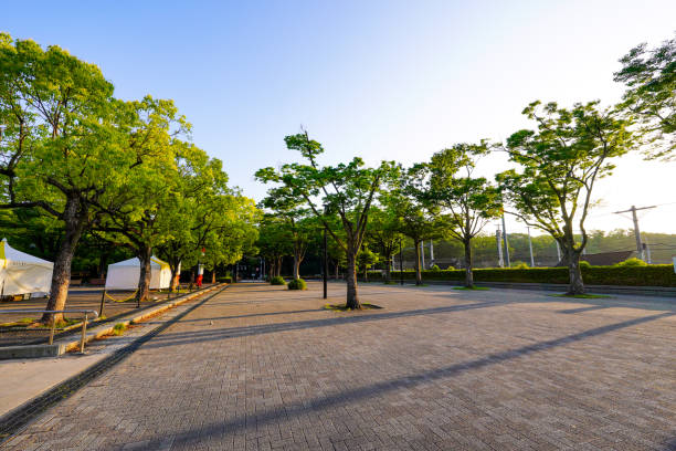 Yoyogi Park Zelkova trees on the day of the event (Shibuya-ku, Tokyo) Early morning on a sunny day in May 2023, Yoyogi Park zelkova trees on the event day in Shibuya Ward, Tokyo 運動する stock pictures, royalty-free photos & images