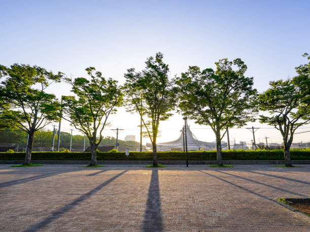 Yoyogi Park Zelkova trees on the day of the event (Shibuya-ku, Tokyo) Early morning on a sunny day in May 2023, Yoyogi Park zelkova trees on the event day in Shibuya Ward, Tokyo 運動する stock pictures, royalty-free photos & images