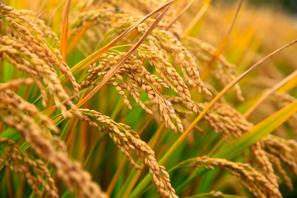 istock Mature rice farm in the country 1490917749