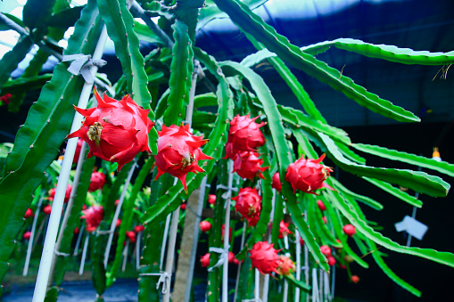 Dragon fruit hanging in a tree