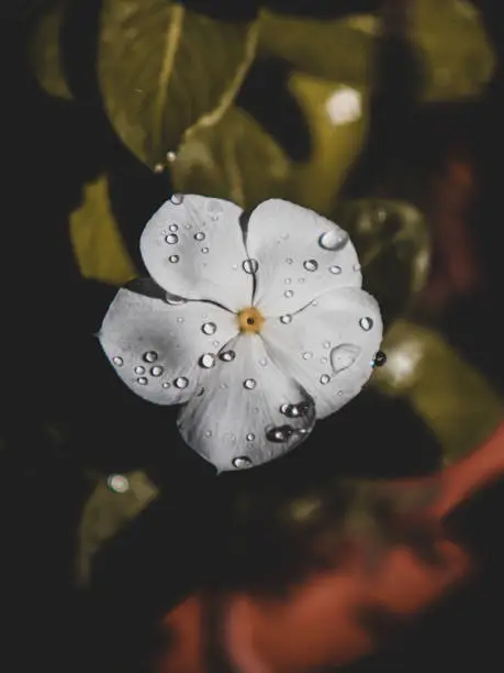 Close-up picture of rain drops on the white little flower