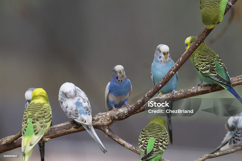 Group of Parakeets 9 Parakeets are visible in this group of parakeets sitting on a branch. Bird Stock Photo