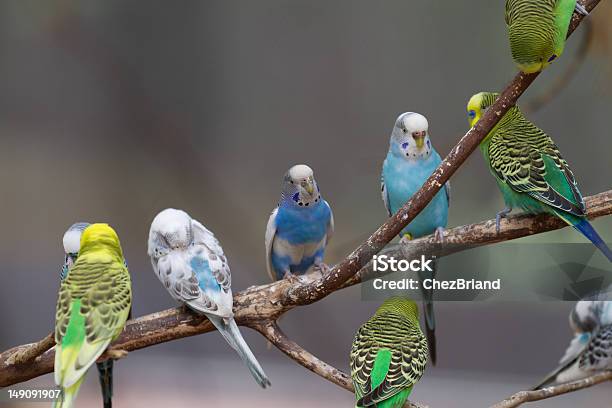 Group Of Parakeets Stock Photo - Download Image Now - Bird, Budgerigar, Horizontal