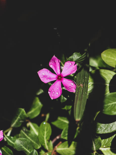 istock Pink flower with water drops dark picture 1490919100