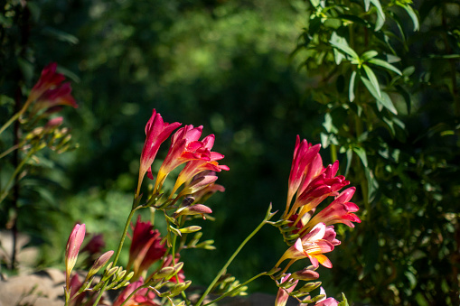 Red Freesia Flower