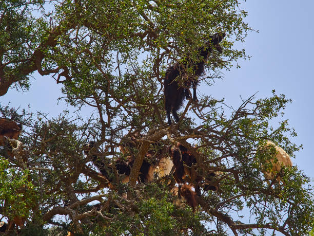 アルガンオイルの木に立って登るヤギ。 - photography branch tree day ストックフォトと画像