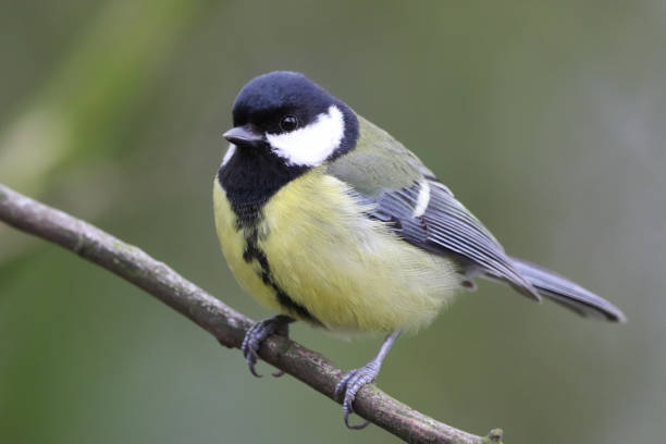istock A stunning animal portrait of a Great Tit perched on a tree 1490921049