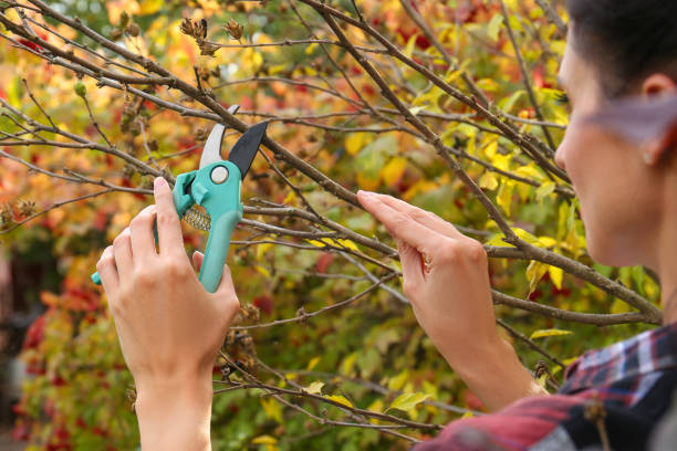istock Woman pruning tree branch by secateurs in garden, closeup 1490921322