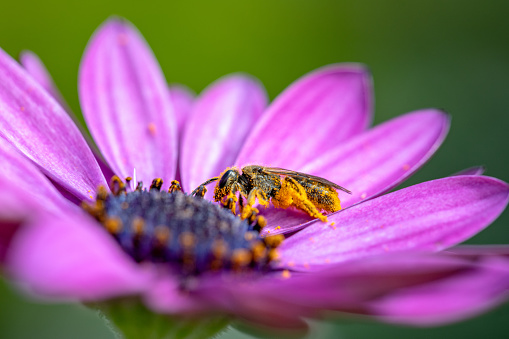 This bee sprinkled with pollen landed on the starry anemone, carrying out the pollination process, useful for the plant for reproduction and for human beings for survival.