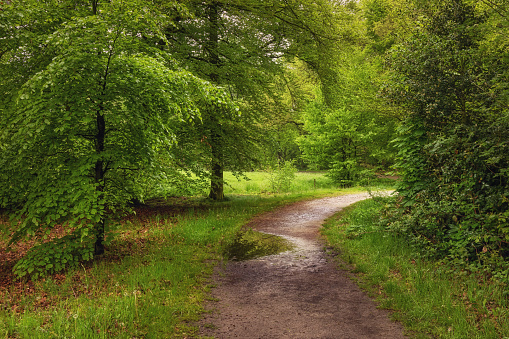 Beautiful spring forest, fresh and green, after the rain. Path through the woods. Twicklerbos, the Netherlands.