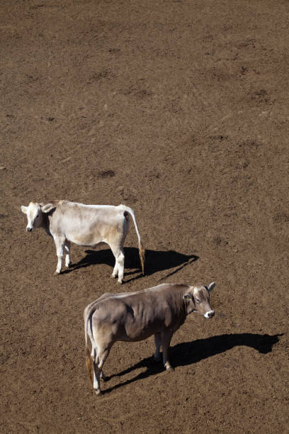 istock industrial livestock. brown cows in cattle farm 1490923112