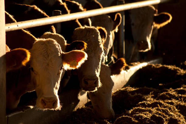 istock industrial livestock. brown cows in cattle farm 1490924849