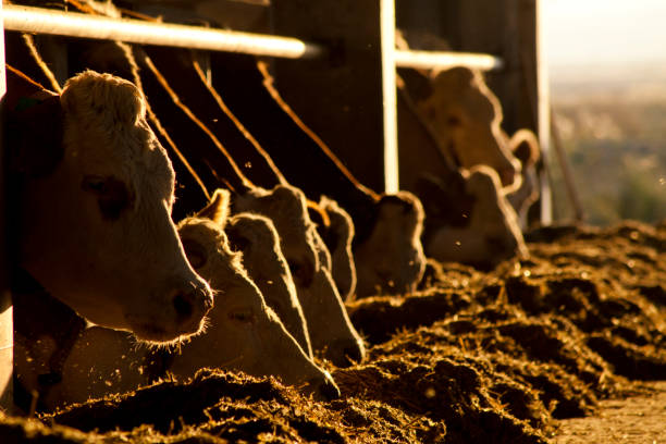 calves on animal farm . Meat industry concept