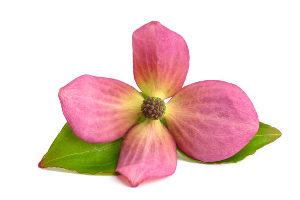 istock Flowering dogwood 1490925230