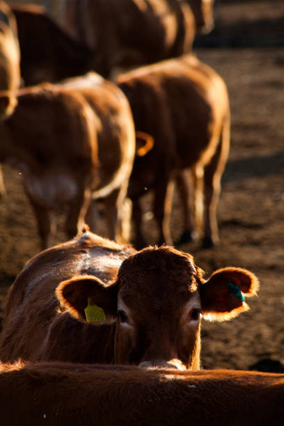 istock industrial livestock. brown cows in cattle farm 1490926140