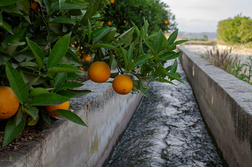Orange orchard next to irrigation ditch in Sellent, Spain
