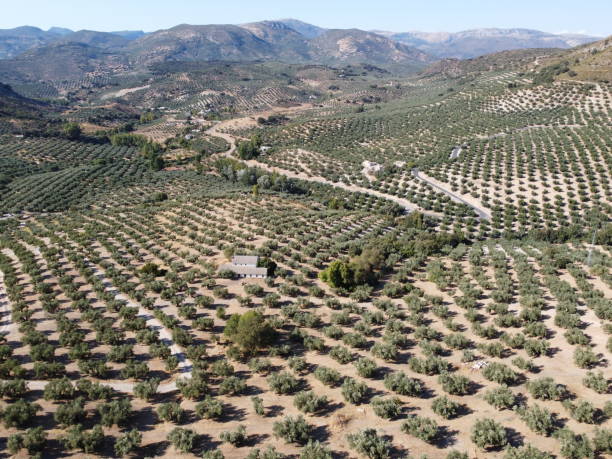 istock olive field in cordoba 1490929621