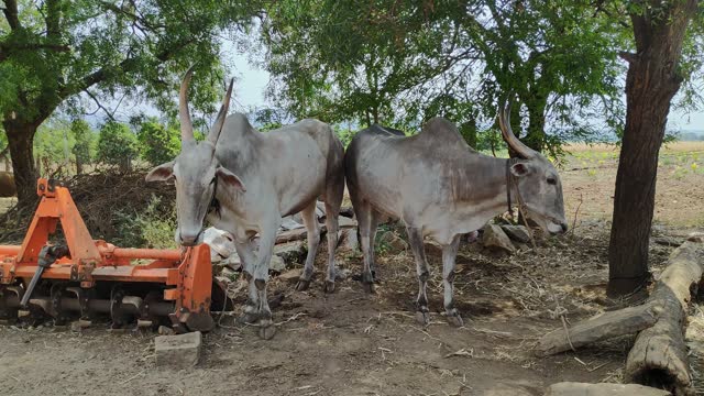 A View Of A Pair Of Indian Hallikar Oxen Resting Under Trees On A Sunny Day