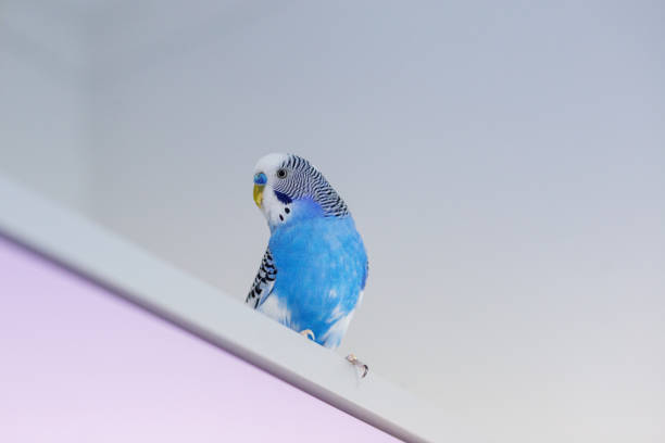 Funny blue budgie. Budgerigar at home on light background. Copy space.