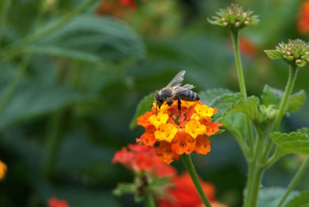 istock Bee perched on a red flower surrounded by lush green foliage 1490931059