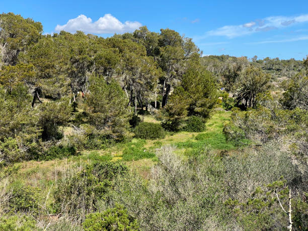 istock Mondrago Nature Park, Mallorca, Santanyi, Spain 1490932502