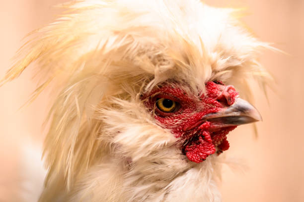 istock Portrait Of White Polish Chicken 1490932865
