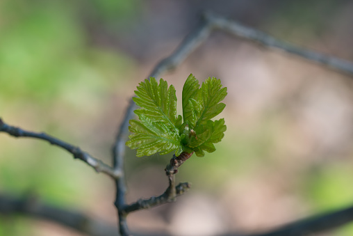 fresh spring oak leaves on twig closeup selective focus