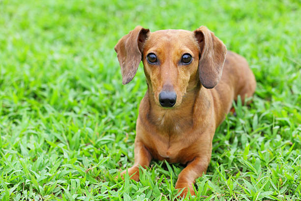 istock dachshund dog in park 149093773