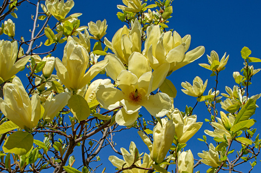 Flowering branch of yellow magnolia. Magnolia flowers on a tree close-up
