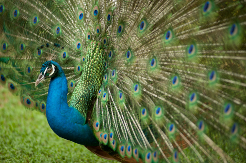 young male peacock displaying its stunning green feathers