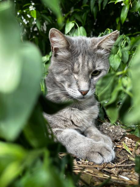 istock Wild life gray cat with green 1490938477