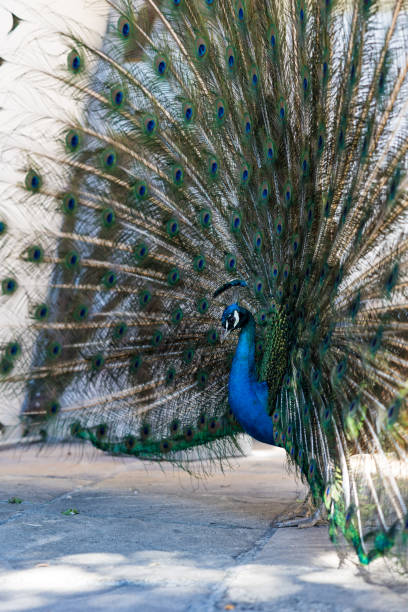 istock Male blue peacock displaying his impressive plumage 1490939583