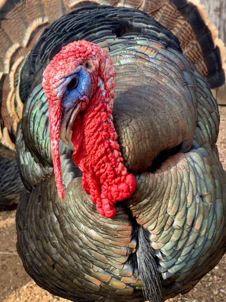 istock Portrait of Turkey 1490939944