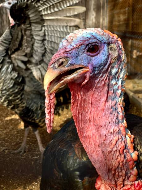 istock Portrait of Turkey 1490939958