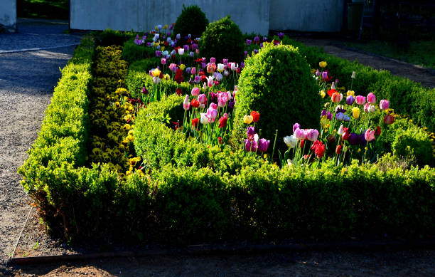 istock rectangular flowerbed bordered and divided by a boxwood hedge and solitaire balls in a clipped shape. the squiggle is repeated three times as a green ribbon in the ornament, landscaping, sweet, pink 1490941028