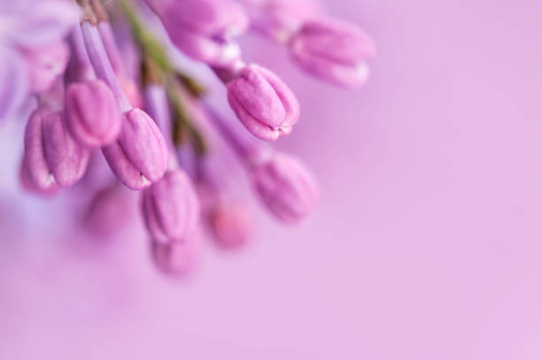 Beautiful close-up lilac flowers on the green bokeh background. Spring flowers.