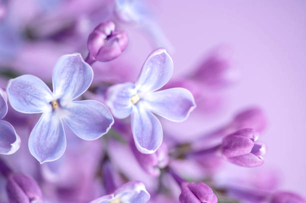 istock Macro image of spring lilac purple flowers, abstract soft floral background 1490941480
