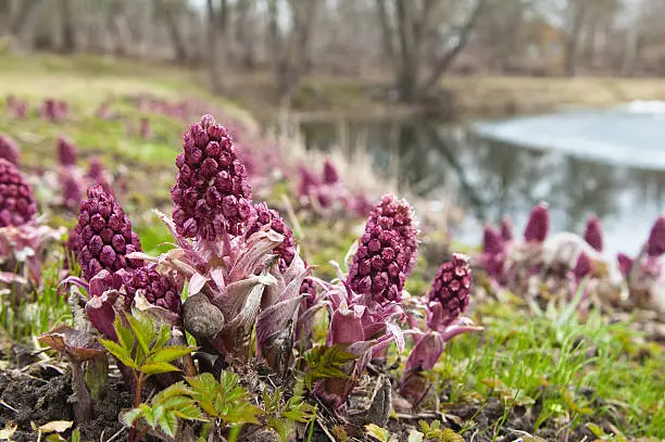 Blooming butterbur. Spring landscape near the pond