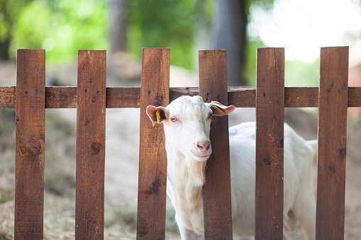 White hornless goat with ear tags behind the fence on a farm. Goat milk dairy production. Goat fencing system. Selective focus.