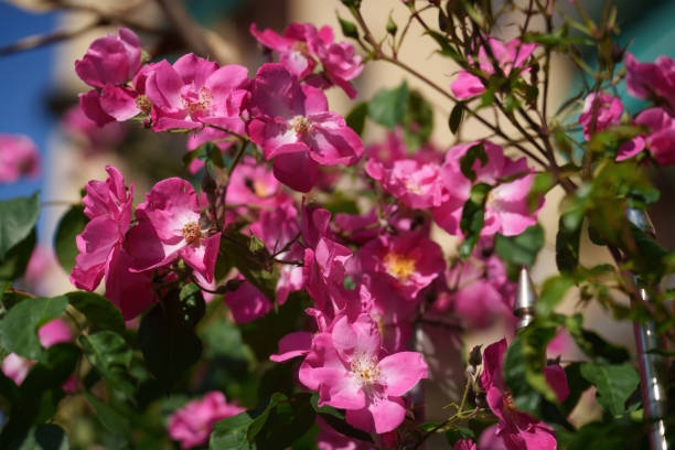 istock Flowers along via Pasubio in Milan 1490943311