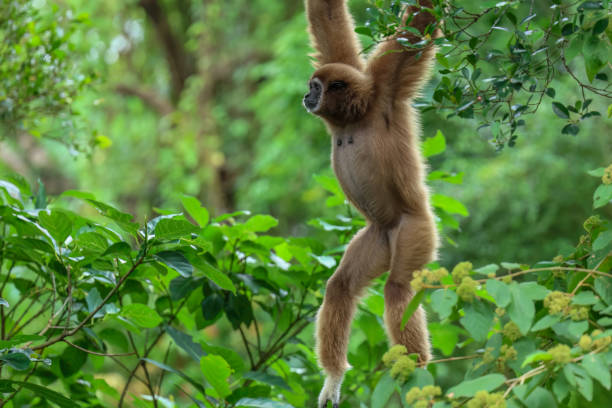 istock White Handed Gibbon Sad Looking 1490948365